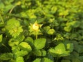 Beautiful shot of a blooming small yellow flower surrounded by lush green foliage Royalty Free Stock Photo
