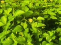 Beautiful shot of a blooming small yellow flower surrounded by lush green foliage Royalty Free Stock Photo