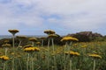 Beautiful shot of a blooming yellow flower field near the Tsitsikama waterfall hike, South Africa