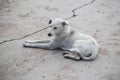 Beautiful shot of a blue Aspin dog sitting on the ground waiting to be noticed