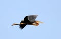 Blue heron Royalty Free Stock Photo