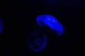 Beautiful shot of blue illuminated jellyfish in black water Royalty Free Stock Photo