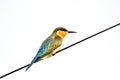 Blue tailed bee-eater Royalty Free Stock Photo