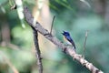 Blue throated flycatcher