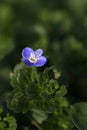 Blue weed flower