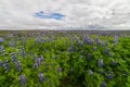 Beautiful shot of a bluebonnet flower field under a blue cloudy sky Royalty Free Stock Photo