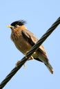 Brahmini starling Royalty Free Stock Photo