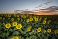 Beautiful shot of bright colored sunflowers in the field under the cloudy sky in the evening Royalty Free Stock Photo