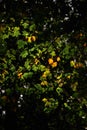 Beautiful shot of bright colorful trees with sunlight reflection Royalty Free Stock Photo