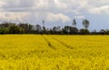 Beautiful shot of bright yellow canola flowers in the field under blue sky Royalty Free Stock Photo