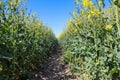 Beautiful shot of bright yellow canola flowers in the field under blue sky Royalty Free Stock Photo