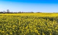 Beautiful shot of bright yellow canola flowers in the field under blue sky Royalty Free Stock Photo