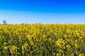 Beautiful shot of bright yellow canola flowers in the field under blue sky Royalty Free Stock Photo