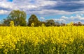 Beautiful shot of bright yellow canola flowers in the field under blue sky Royalty Free Stock Photo