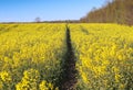 Beautiful shot of bright yellow canola flowers in the field under blue sky Royalty Free Stock Photo