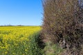 Beautiful shot of bright yellow canola flowers in the field under blue sky Royalty Free Stock Photo