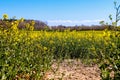 Beautiful shot of bright yellow canola flowers in the field under blue sky Royalty Free Stock Photo