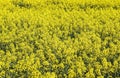 Beautiful shot of bright yellow canola flowers in the field under blue sky Royalty Free Stock Photo