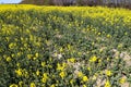 Beautiful shot of bright yellow canola flowers in the field under blue sky Royalty Free Stock Photo