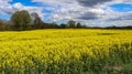 Beautiful shot of bright yellow canola flowers in the field under blue sky Royalty Free Stock Photo