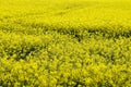 Beautiful shot of bright yellow canola flowers in the field under blue sky Royalty Free Stock Photo