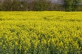 Beautiful shot of bright yellow canola flowers in the field under blue sky Royalty Free Stock Photo