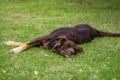 Beautiful shot of a brown Australian shepherd dog sleeping on grass Royalty Free Stock Photo