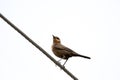 Brown robin Royalty Free Stock Photo