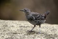 Brown dipper juvenile