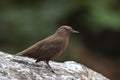 Brown dipper