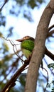 Brown headed barbet Royalty Free Stock Photo