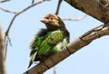 Brown headed barbet Royalty Free Stock Photo