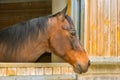 Beautiful shot of a brown horse head Royalty Free Stock Photo