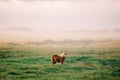 Beautiful shot of a brown horse standing in the field at daytime Royalty Free Stock Photo