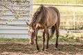 Beautiful shot of a brown horse walking in a farm Royalty Free Stock Photo