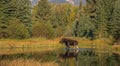 Beautiful shot of a brown moose wading through a pond in a forest