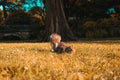 Beautiful shot of a brown squirrel in the fields