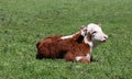 Beautiful shot of brown and white dairy cow in the field Royalty Free Stock Photo