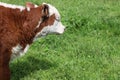 Beautiful shot of brown and white dairy cow in the field Royalty Free Stock Photo