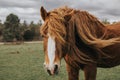 Beautiful shot of brown and white Icelandic horse on background of a farm Royalty Free Stock Photo