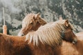 Beautiful shot of brown and white Icelandic horses on blurred background of a mountain Royalty Free Stock Photo