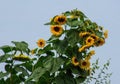 Beautiful shot of a bunch of sunflowers in a garden under the clear sky