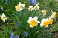 Beautiful shot of a bush of blossoming yellow daffodils on a meadow Royalty Free Stock Photo