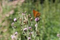 Beautiful shot of a butterfly drinking nectar on a flower Royalty Free Stock Photo