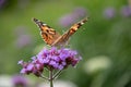 Beautiful shot of a butterfly sitting on Purpletop Vervain flower