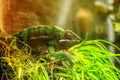 Beautiful shot of a Cameleon turned into green while sitting on the grass