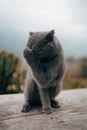 A camera-shy cat with a mountain landscape in the background