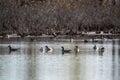 Beautiful shot of Canadian geese swimming in a lake with the background of leafless trees