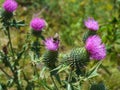 Beautiful shot of cardoon plant