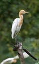 Cattle egret Royalty Free Stock Photo